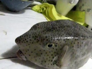 百年難得一見的怪魚! Fish in square shape, have you seen this before?