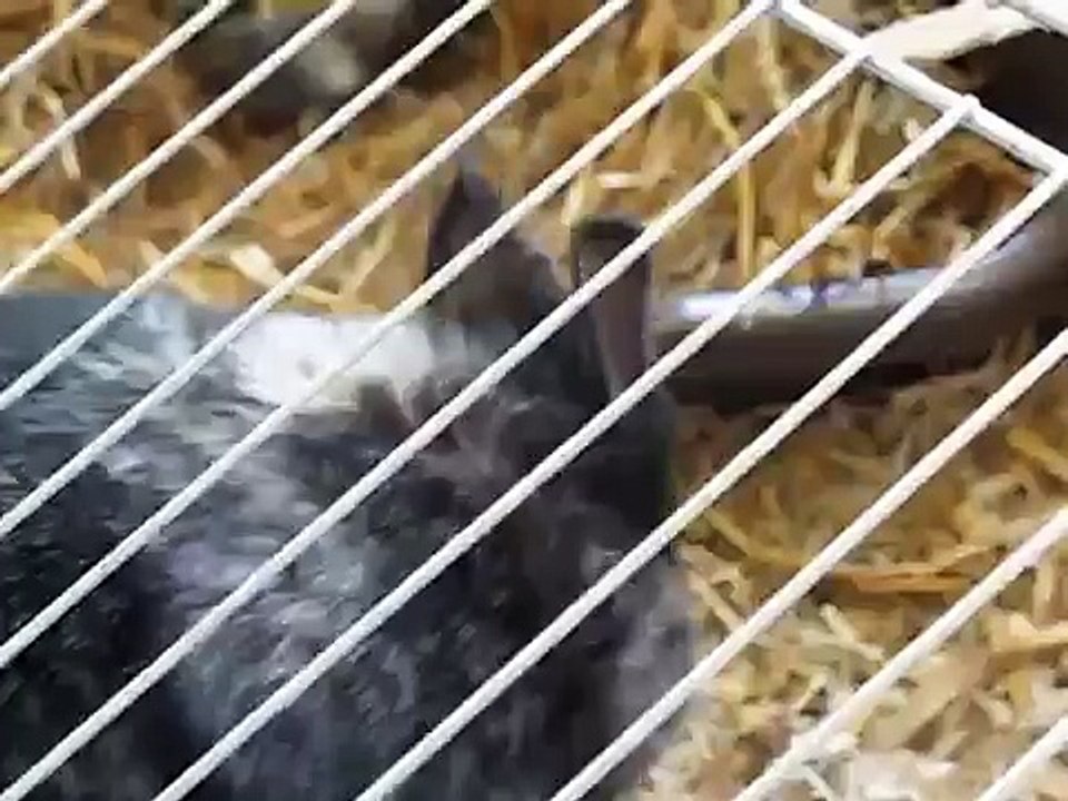 Lapine enceinte qui s'arrache des poils pour préparer son nid