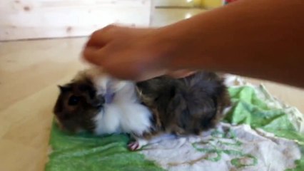 Abschied nehmen - R.I.P. Cookie