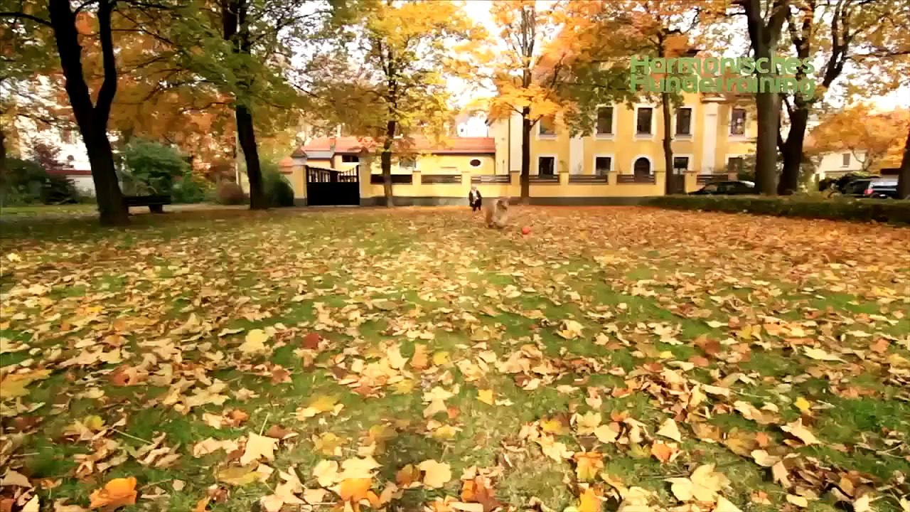 Hundeerziehung: Auf Kommando den Ball zurück bringen - So gibt Ihr Liebling den Ball auch wieder her