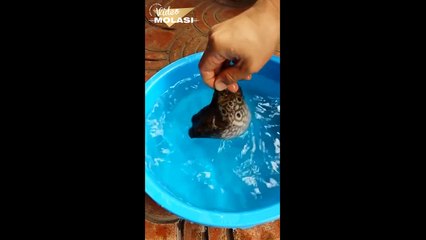 DÜNYANIN EN ACAYİP BALIĞI