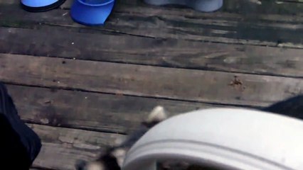 Raccoon begging for food