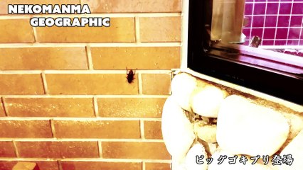 ゴキブリが歓迎