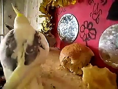 Кеша Корелла говорит