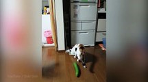 Le chat qui avait peur d'un concombre