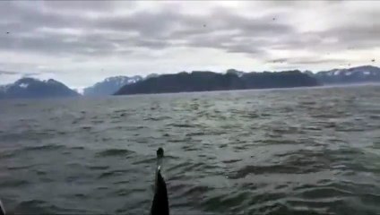 Énorme surprise pour deux pêcheurs en Alaska