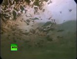 Oilpocalypse: Divers' underwater video of BP oil spill disaster