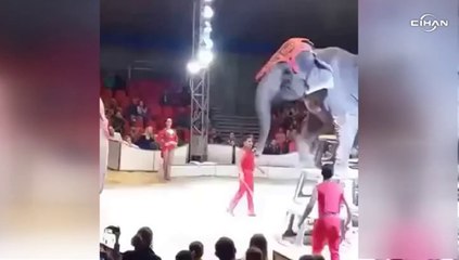 Sirkte düşen fil korkulu anlar yaşattı