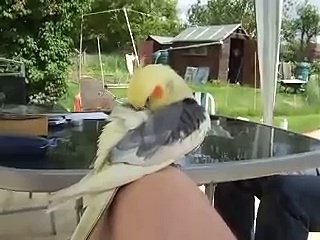 cockatiel cleaning