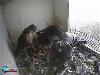 S2 Hunts Down Prey For The Kuikens