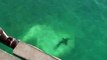 Hundreds of sharks in a freeding frenzy off the coast of Australia
