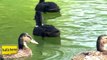 Enten Ducks im Park auf dem Ententeich in Herne Vögel birds pond
