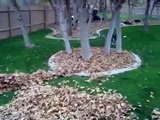 Divertido Husky siberiano jugando entre hojas