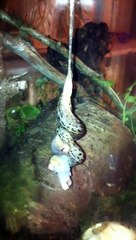 Tigerschnegel (limax maximus) paarung im Terrarium