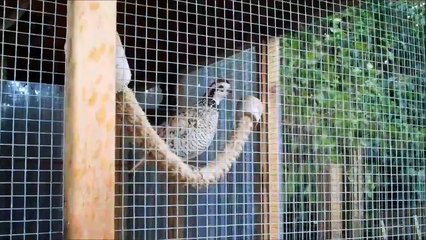 Male Mexican Speckled Bobwhite Quail Call In Our Garden Aviary