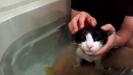 猫とアヒルが力を合わせて♪ - Cat tag duck -