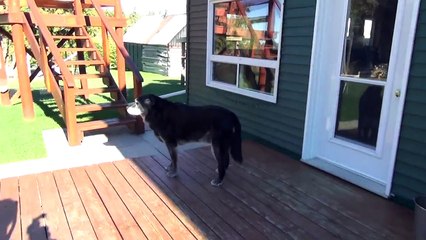 Medication Is Working No More FREE Range For Rocco #52 Raising Ducks Day 70