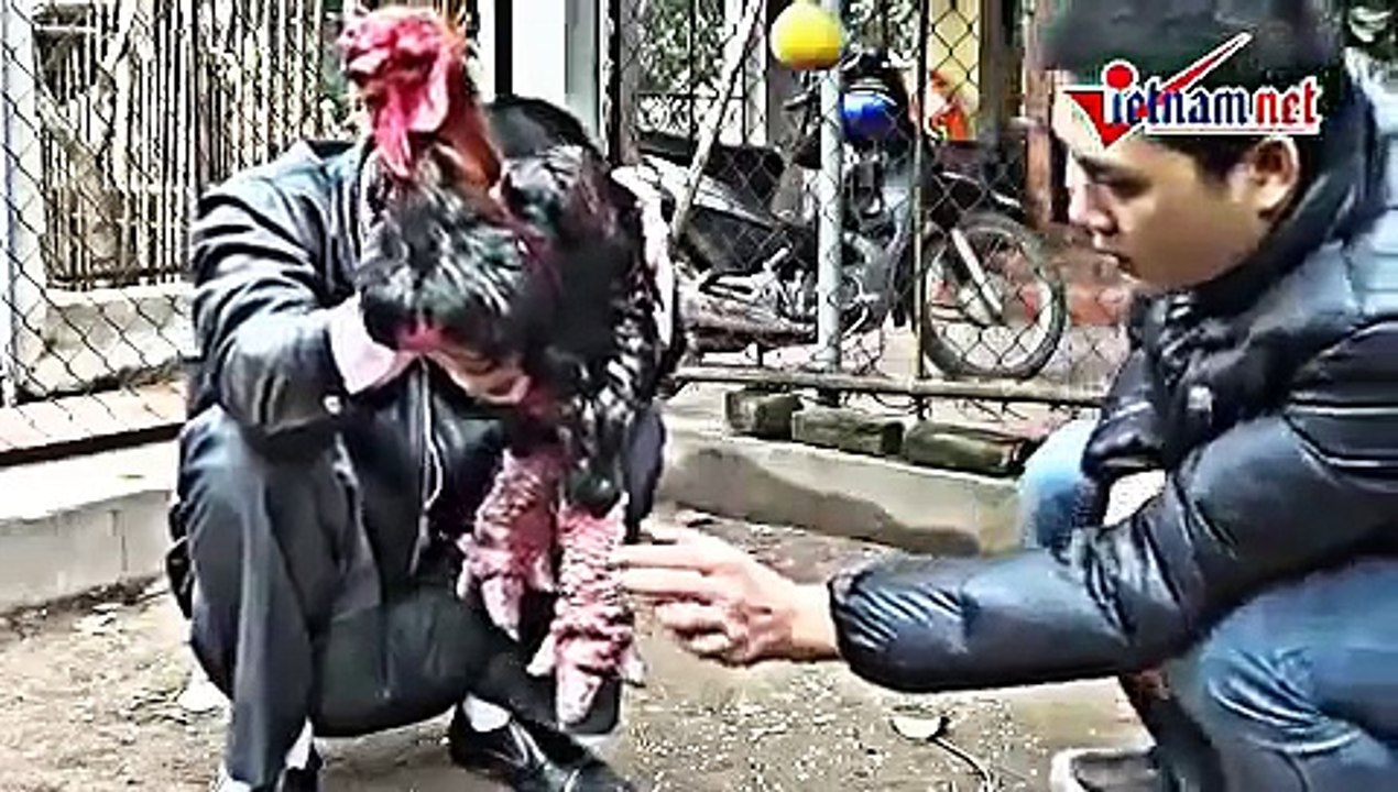 Giống gà đắt nhất thế giới - gà thuần chủng có trị giá trên 30VND triệu/con