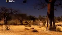 Lions Fighting To Death For Territory Nature Wildlife Documentary