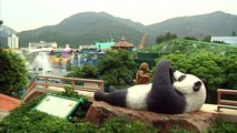 Oldest panda in captivity heading for world record