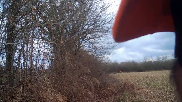 chasse sanglier/wild boar hunting HD