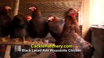 Black Laced Red Wyandotte Chicken Breed (Breeder Flock)