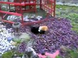 Brutal Cat Fight (With Sound)