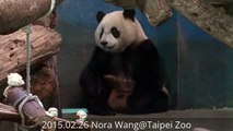 2015.02.26 等開飯的小熊  (The Giant Panda Yuan-Zai)