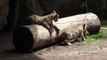Lion cubs playing at Saint Louis Zoo