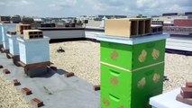 Urban Beekeeping: # 25 Apiary Visit! To the roof to explain the plan of switching hive bodies etc.