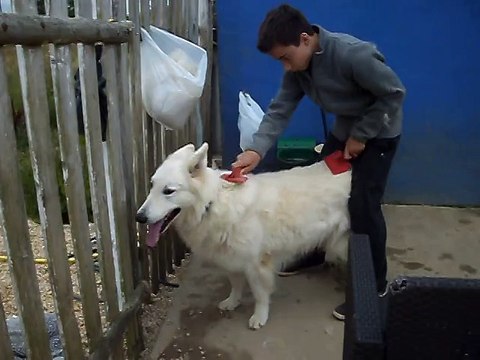 DOMAINE DE PEGASE, BERGER BLANC SUISSE, toilettage 1° lesson