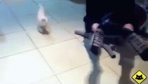 FUNNY VIDEOS  Funny Cats   Funny Cat Videos   Funny Animals   Funny Fails   Cats Chasing Shadows x26