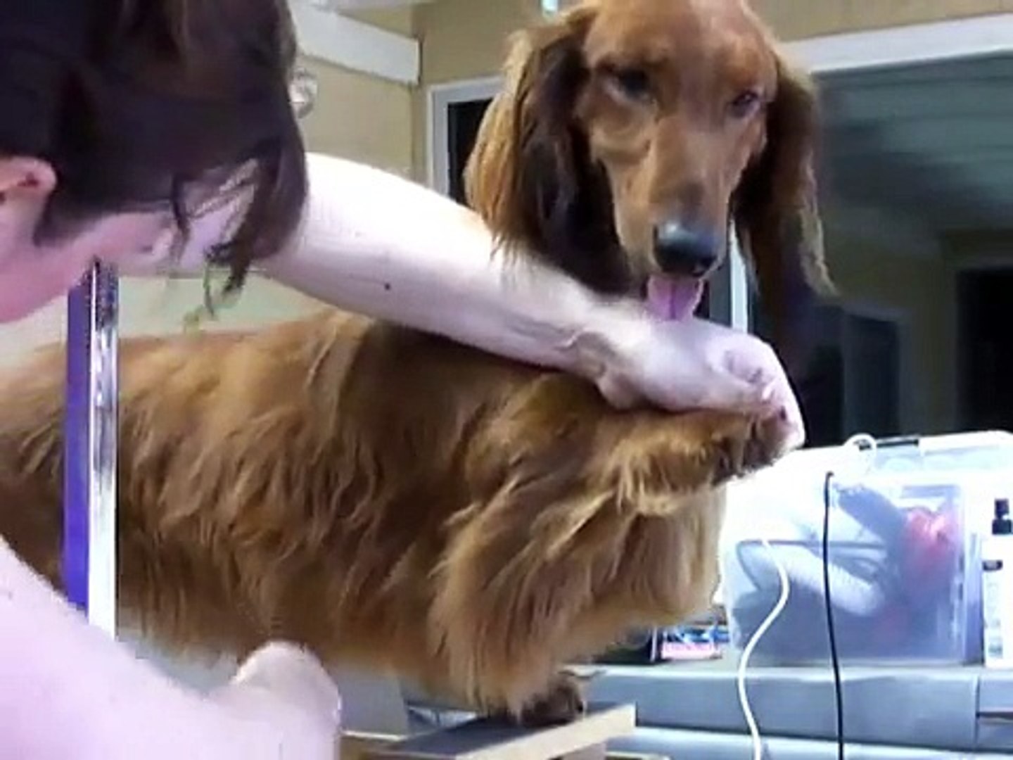 Longhaired Dachshund Grooming Video Dailymotion