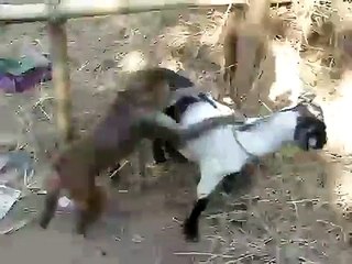 monkey riding the goat funny!
