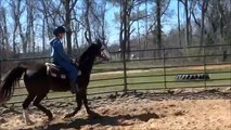 Nice head-shaking sabino Tennessee Walking Horse for sale