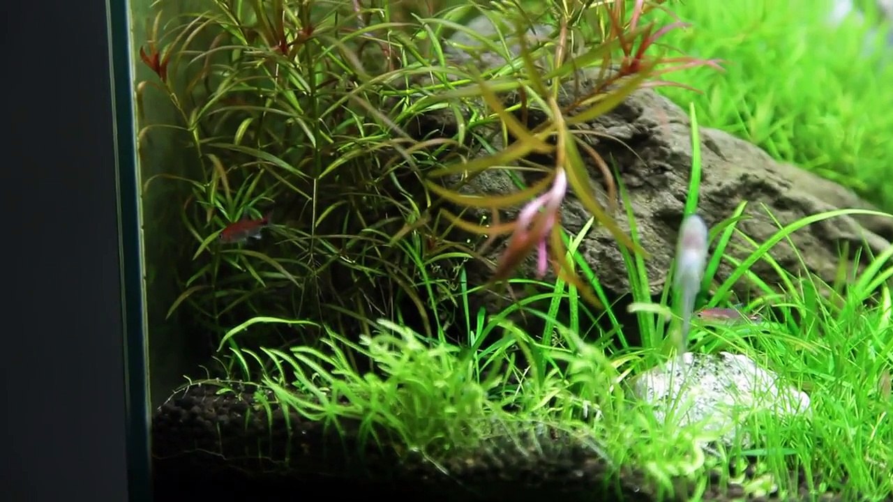 Ruby Tetra ( Axelrodia riesei )