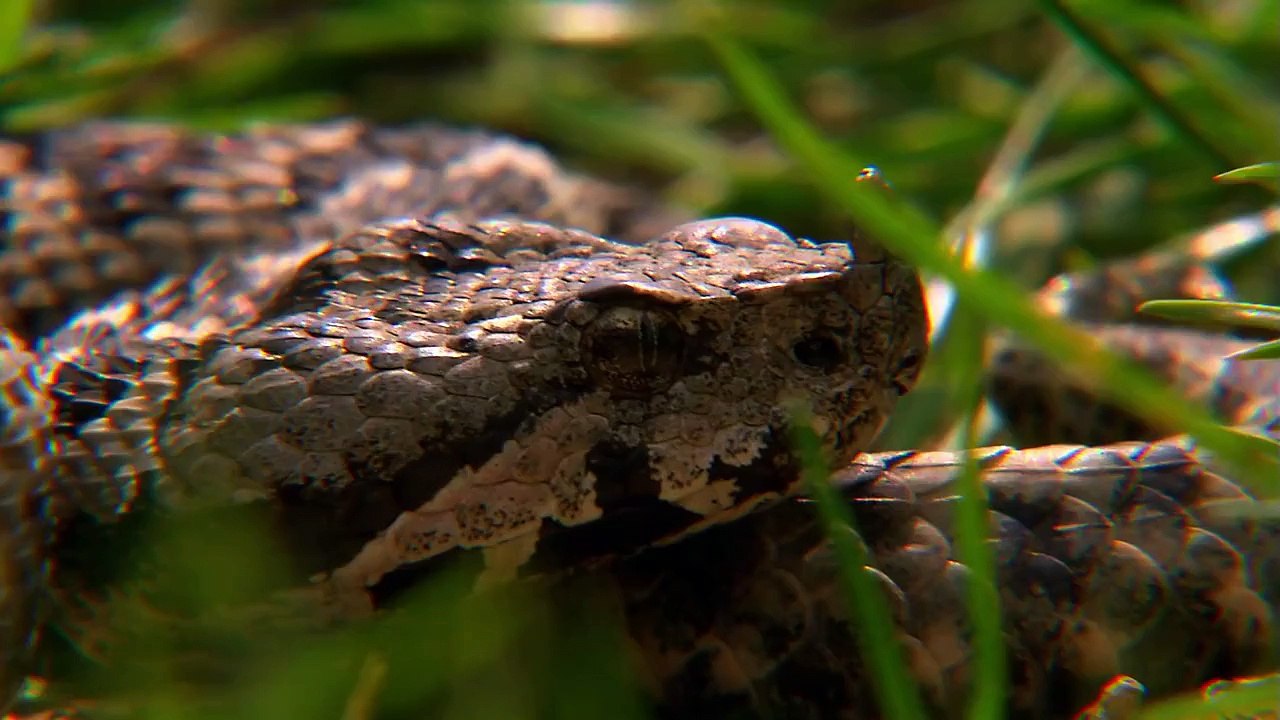Expeditionen ins Tierreich - Bulgarien: Jagd auf Ziesel