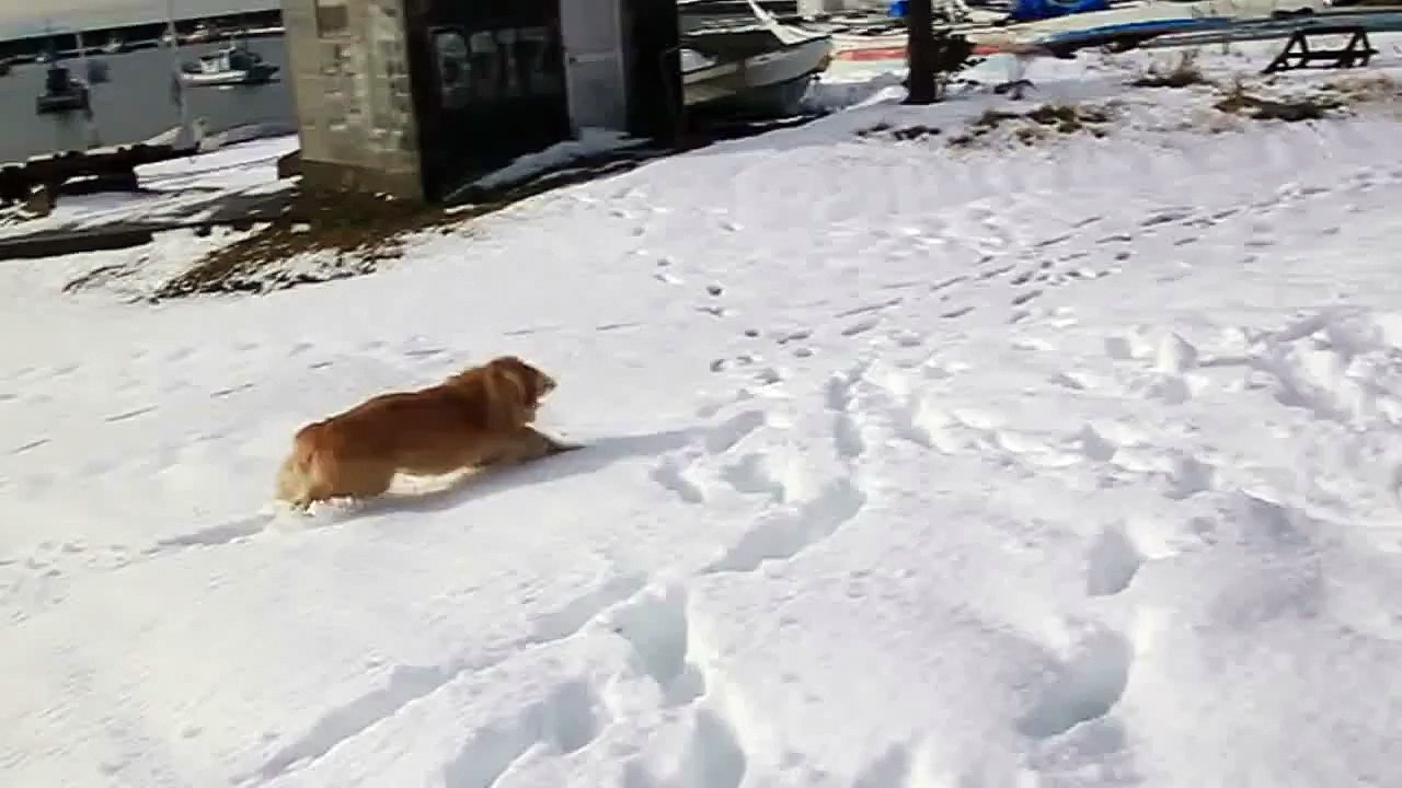 犬は喜び駆け回る♪