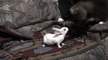 Funny - Rabbit playing with Cat