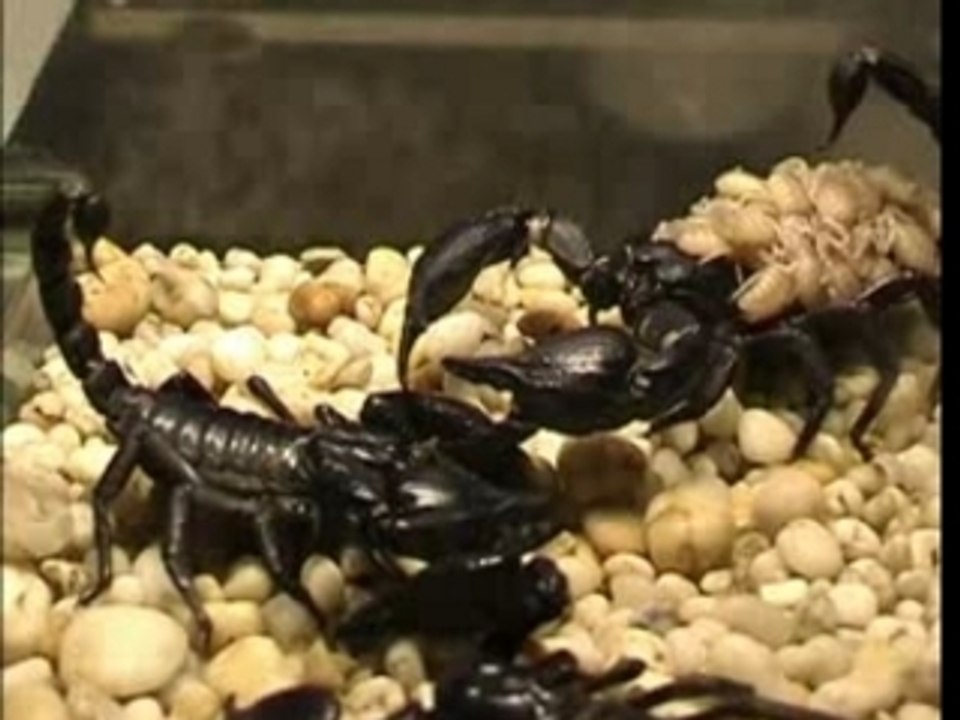 Scorpio  by frank