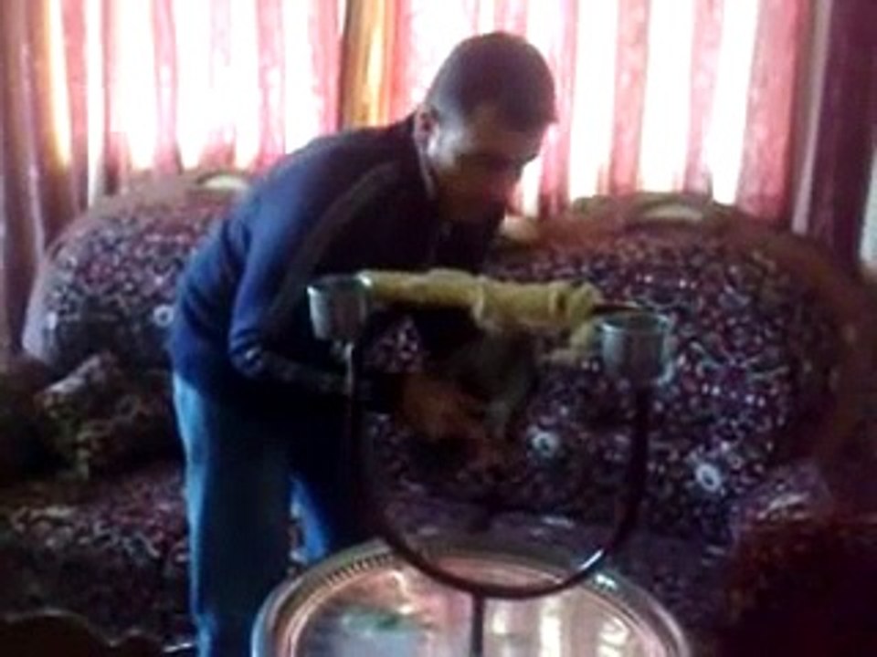 ترويض الببغاء الافريقي الرمادي - غزة فلسطين