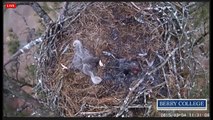 2015 03 04 Berry College Eagles:  Sprawled Eaglets