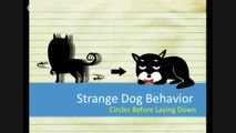 Strange Dog Behaviour - Circle Before Laying Down (3 of 5)