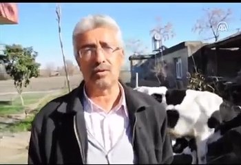 İnek üçüz buzağı doğurdu