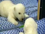 Polar Bear Cub 