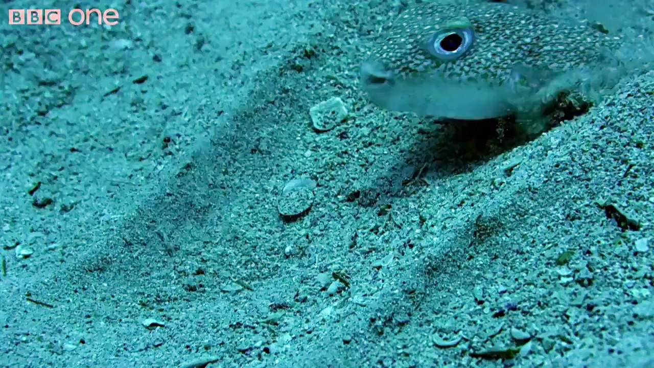 Rosace de sable du poisson-ballon - poisson artiste magique