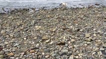 Un chien découvre un bébé dauphin échoué sur une plage