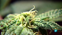 Semillas de Uruguay- reportage  sobre marihuana