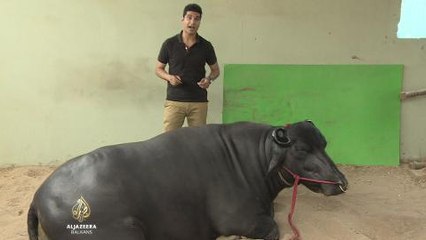 Govedo Murrah daje deset puta više mlijeka