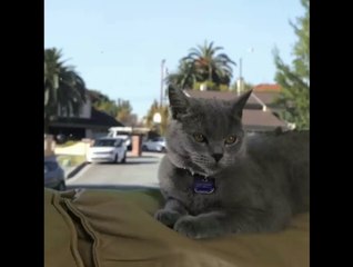 Flying cat
